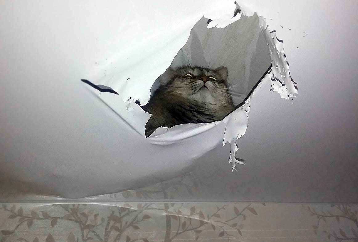 Кот под натяжным потолком